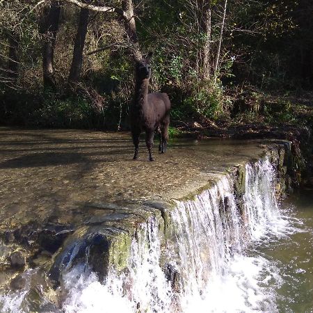 Chambre Cevennes: Piscine, Lamas, Riviere Cros  Exterior photo
