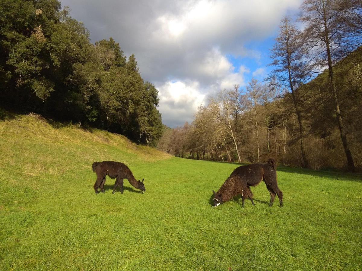 Chambre Cevennes: Piscine, Lamas, Riviere Cros  Exterior photo