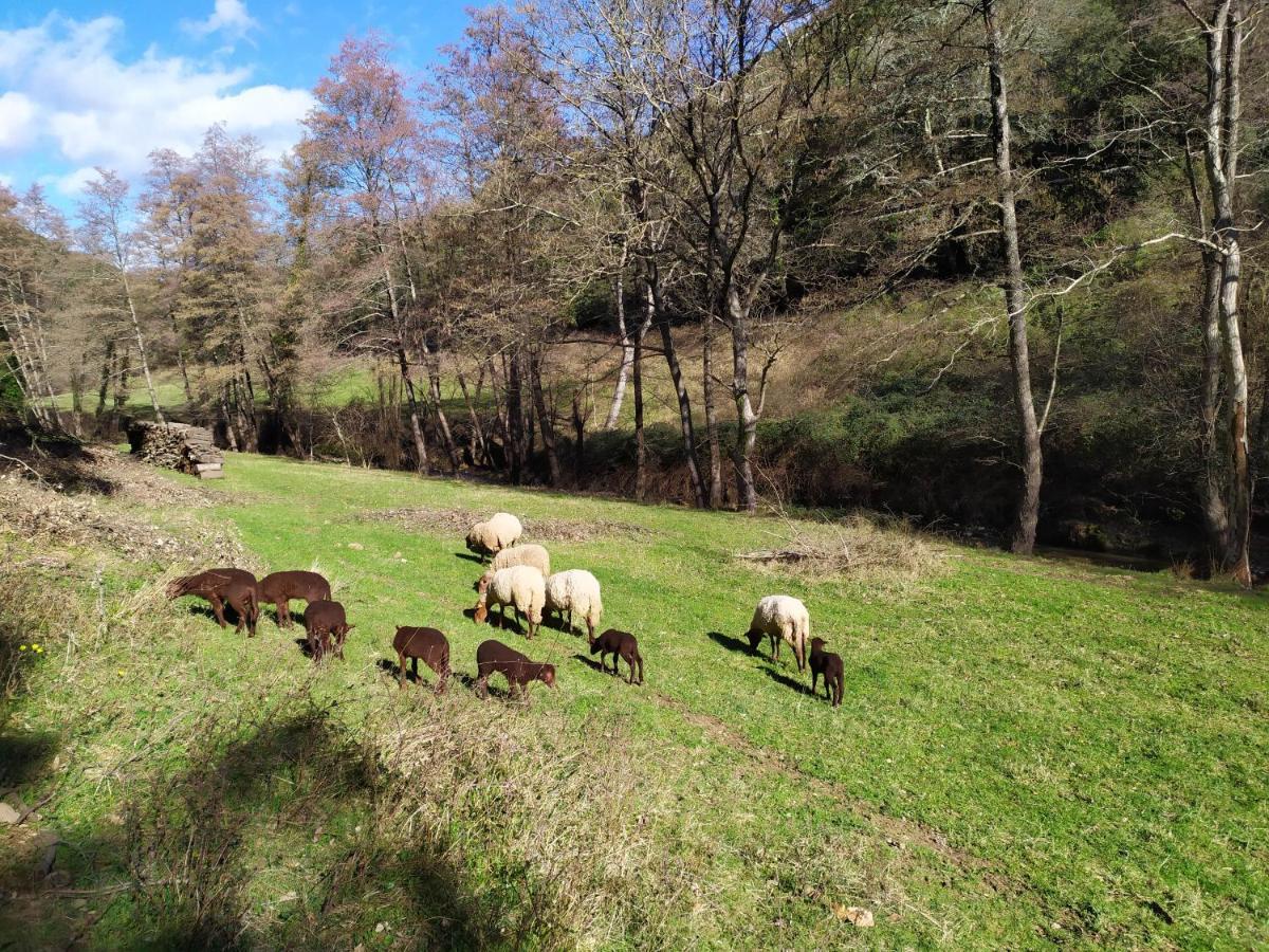 Chambre Cevennes: Piscine, Lamas, Riviere Cros  Exterior photo